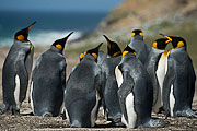 Picture 'Ant1_1_00367 Aptenodytes Patagonicus, King Penguin, Penguin, Antarctica and sub-Antarctic islands, Falkland Islands, Saunders Island'